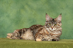 katzenfotos maine_coon