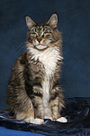 katzenfotos maine_coon