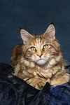 katzenfotos maine_coon