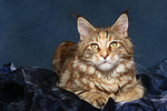 katzenfotos maine_coon
