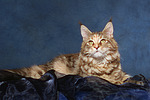 katzenfotos maine_coon