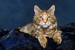 katzenfotos maine_coon