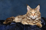 katzenfotos maine_coon