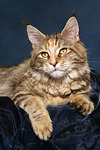 katzenfotos maine_coon