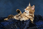 katzenfotos maine_coon