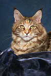 katzenfotos maine_coon