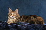 katzenfotos maine_coon