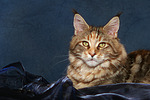 katzenfotos maine_coon
