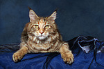 katzenfotos maine_coon