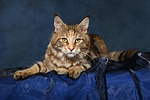 katzenfotos maine_coon