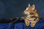 katzenfotos maine_coon