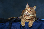 katzenfotos maine_coon