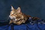 katzenfotos maine_coon