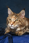 katzenfotos maine_coon