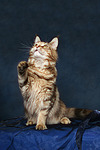 katzenfotos maine_coon