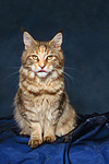 katzenfotos maine_coon