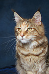 katzenfotos maine_coon