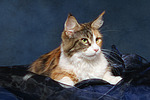 katzenfotos maine_coon