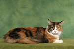 katzenfotos maine_coon