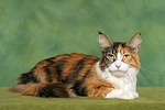 katzenfotos maine_coon