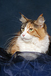 katzenfotos maine_coon