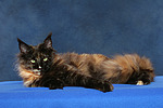 katzenfotos maine_coon