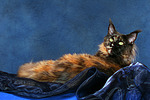 katzenfotos maine_coon