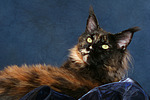 katzenfotos maine_coon