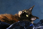 katzenfotos maine_coon