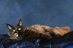 katzenfotos maine_coon