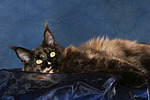 katzenfotos maine_coon