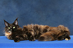 katzenfotos maine_coon