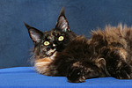 katzenfotos maine_coon