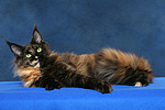 katzenfotos maine_coon