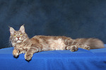 katzenfotos maine_coon