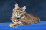 katzenfotos maine_coon