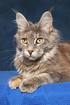 katzenfotos maine_coon