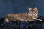 katzenfotos maine_coon