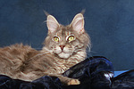 katzenfotos maine_coon