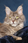 katzenfotos maine_coon