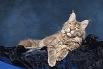 katzenfotos maine_coon