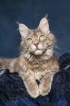 katzenfotos maine_coon