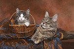 katzenfotos maine_coon