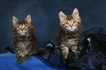 katzenfotos maine_coon