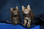 katzenfotos maine_coon
