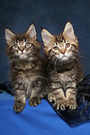 katzenfotos maine_coon