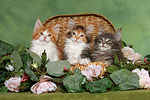 katzenfotos maine_coon