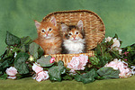 katzenfotos maine_coon