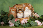 katzenfotos maine_coon