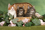 katzenfotos maine_coon